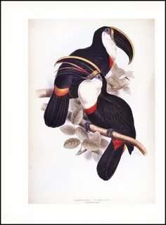 Тукан книга