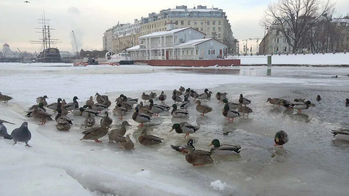 Почему утки не мерзнут в воде. Лапы утки зимой. почему утки не мерзнут в холодной воде.