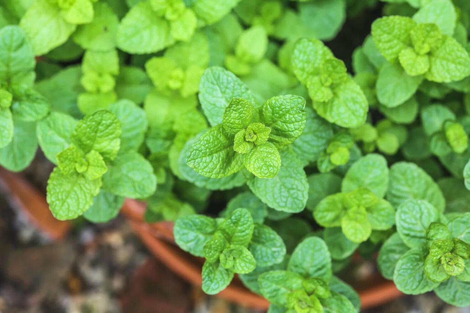 Τalia mint. Τalia mint. Мята круглолистная апфелминце. Мята круглолистная апфелминце. Мята перечная в горшке.