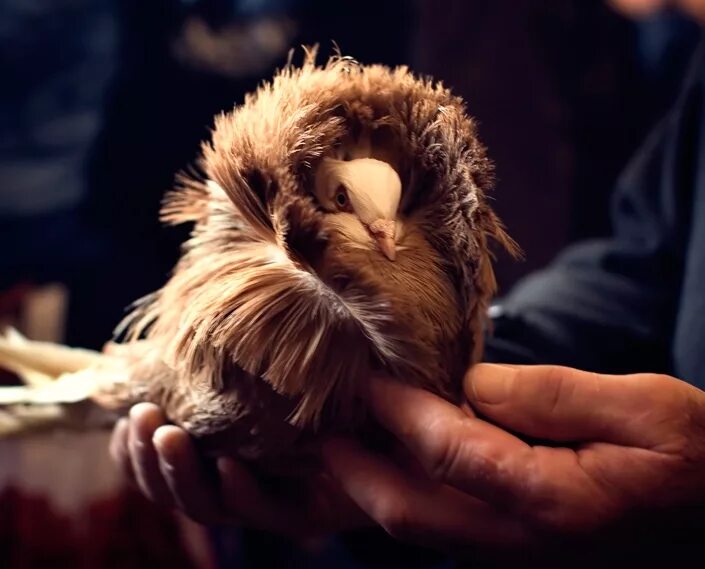 якобин птица. голуби породы якобины. якобин птица. голландские капуциновые голуби. голуби с воротником порода.