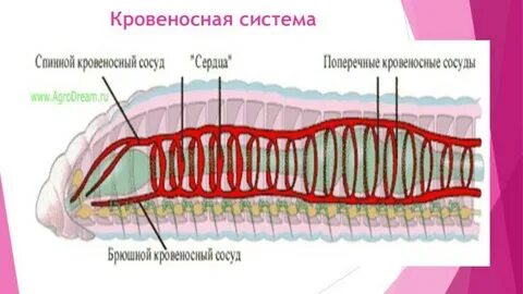 У круглых червей отсутствует кровеносная система