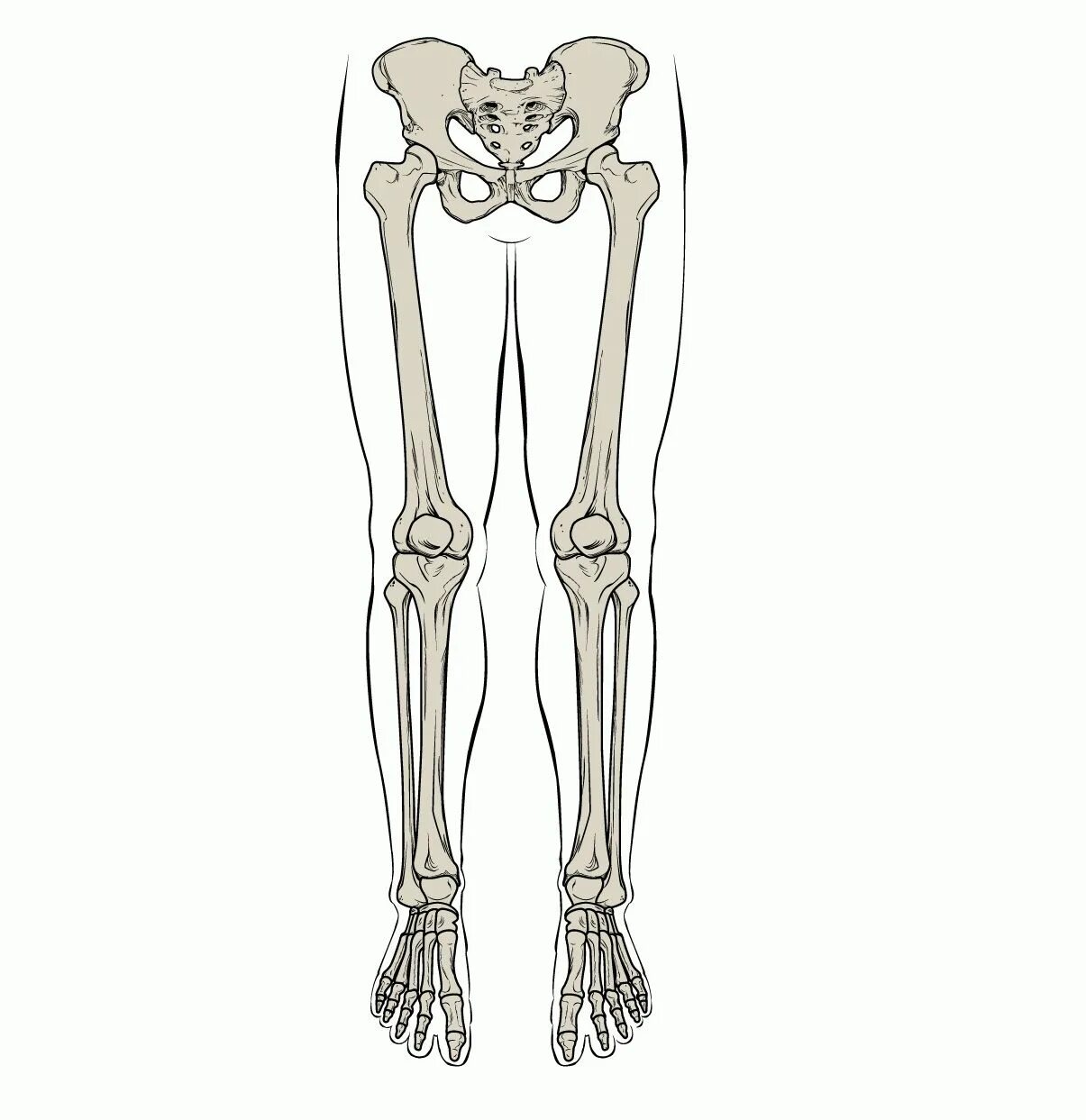 Ноги выше колена. Скелет человека таз и ноги. Скелет ноги человека. Кости таза и ног. Скелет нижних конечностей без подписей.