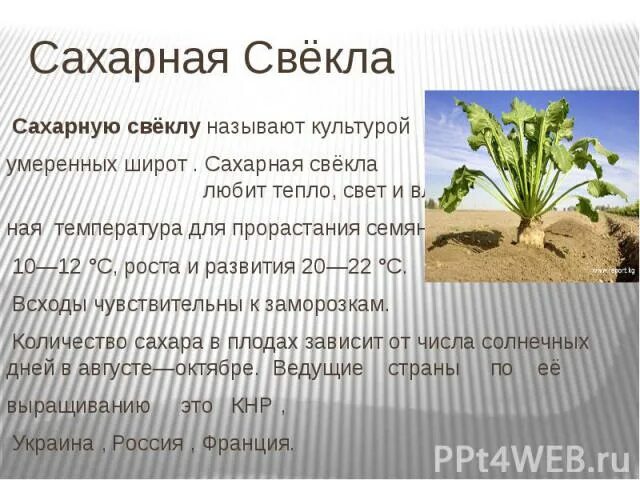 В каких районах выращивают сахарную свеклу. Сахарная свекла условия. Сахарная свекла условия выращивания. Сахарная свёкла где выращивают. Требования к сахарной свекле.