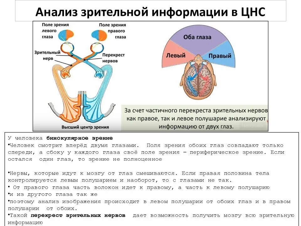 Аналитическое зрение. Где происходит обработка зрительной информации. Анализ зрительной информации. Анализ зрительной информации в ЦНС. Где происходит анализ зрительной информации.