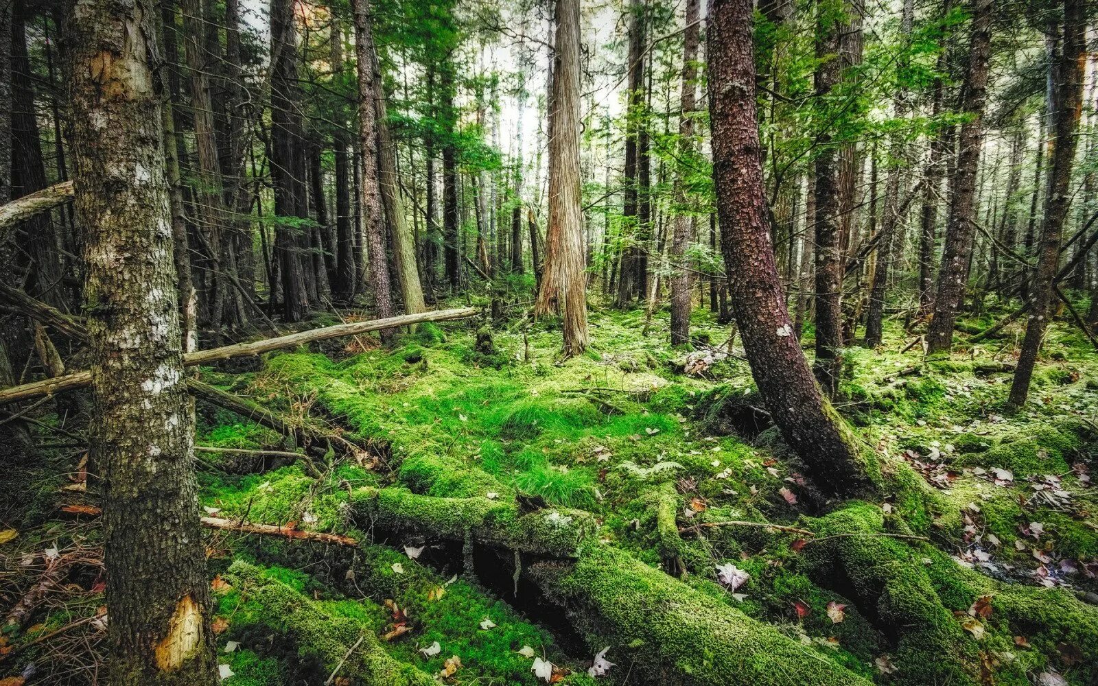 Плодородие тайги