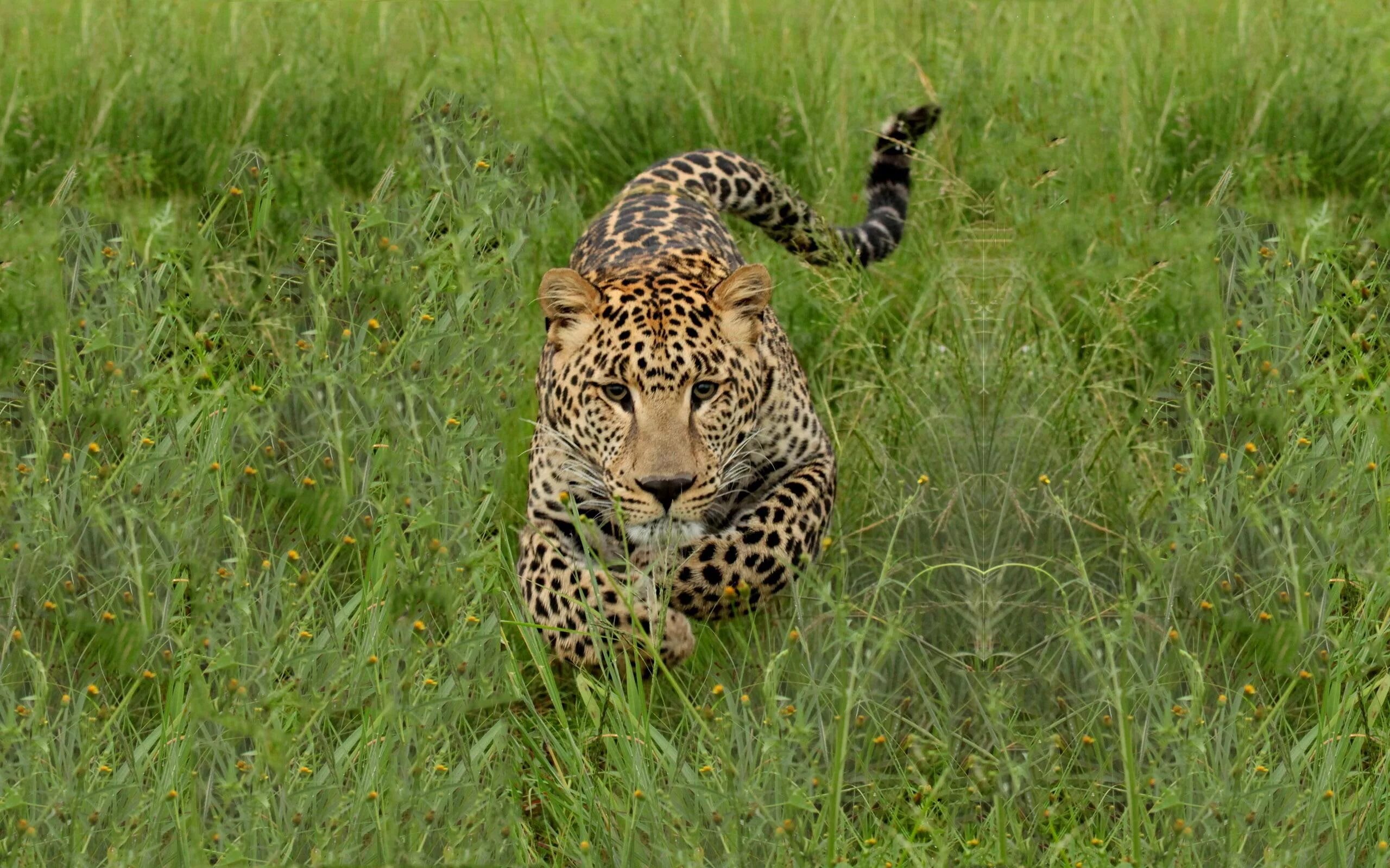 Leopards run runs fast