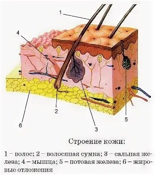 Каково строение кожи млекопитающих. Кожный Покров млекопитающих. Кожные покровы животных анатомия. Строение кожи млекопитающих. Схема строения кожи млекопитающих.