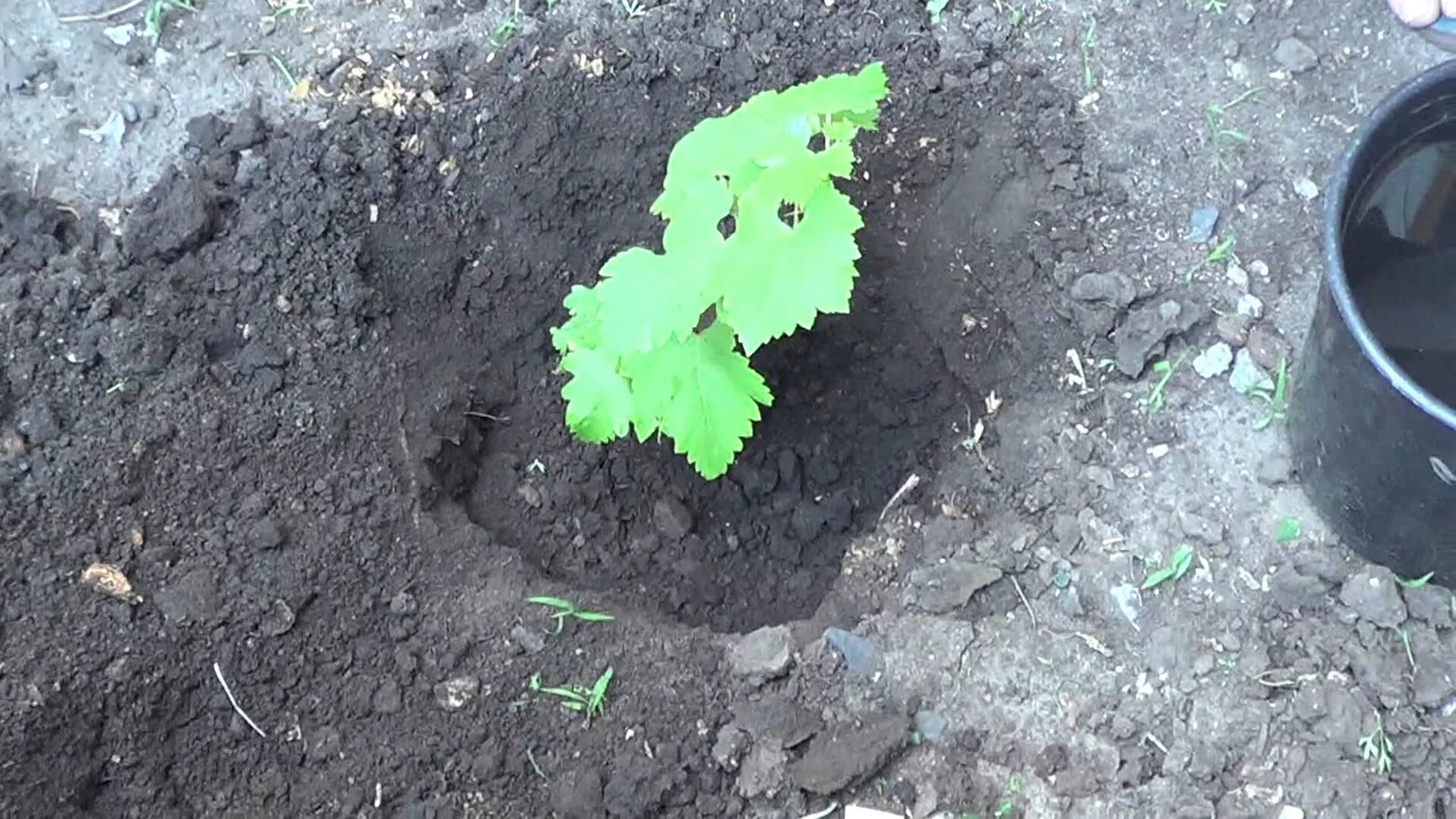 Сажаем виноград весной саженцами в открытый. Высаживание черенков винограда. Виноград высадка черенков весной. Посадка винограда чубуками весной. Посадка саженцев винограда в грунт.