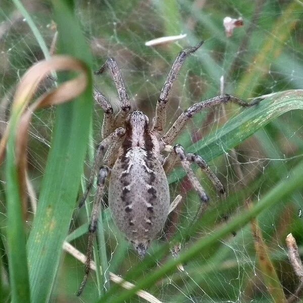 Определить вид паука. Лабиринтовый паук (Agelena labyrinthica). Серый паук. Агелена таурика.