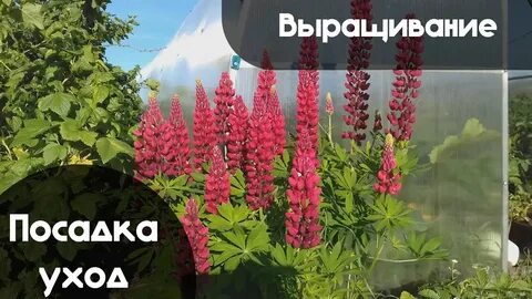 Как бороться с люпином