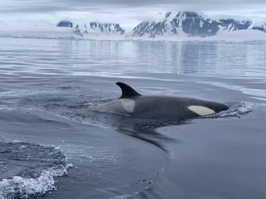 Антарктида материк пингвины. Морской слон антарктиды. Морские слоны в антарктиде. Крупнейшее животное антарктиды. Морские слоны в антарктиде.