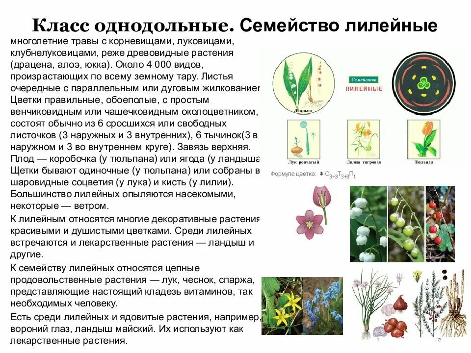 Какие цветы относятся к однодольным. Энциклопедия о однодольных растений Лилейные. Класс Однодольные растения. Класс Однодольные семейство Лилейные. Однодольные растения семейства Лилейные.