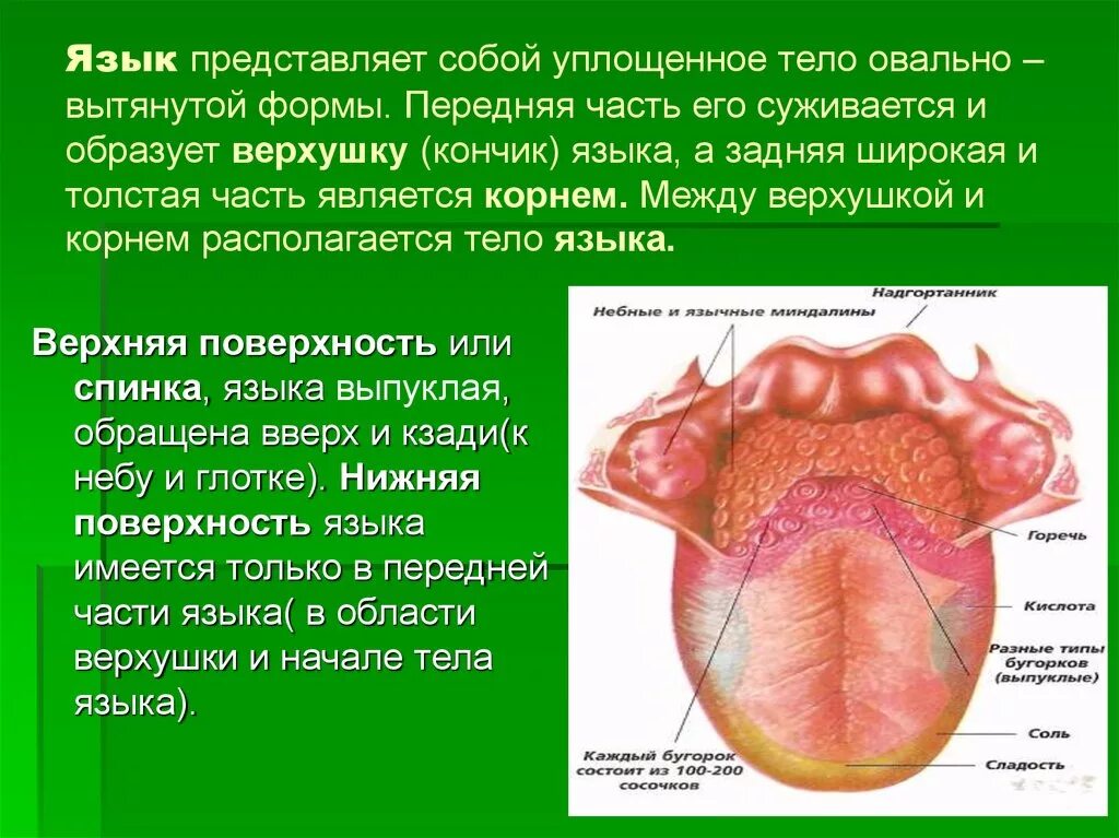 Части языка человека. Строение поверхности языка.