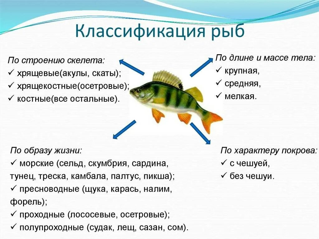 Классификация рыб. Строение и классификация рыб. Систематика рыб. Классификация рыб схема.