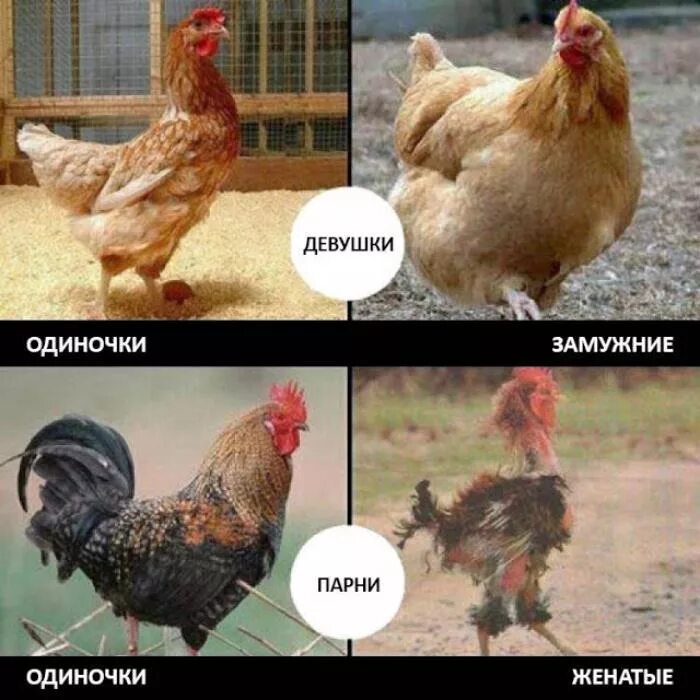 До и после свадьбы. До и после свадьбы. Парень после свадьбы. Парень до свадьбы и после. Парень после свадьбы.