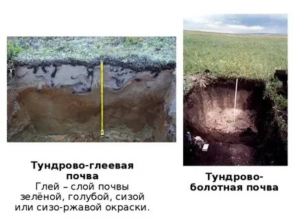 Почвы с глеевым горизонтом