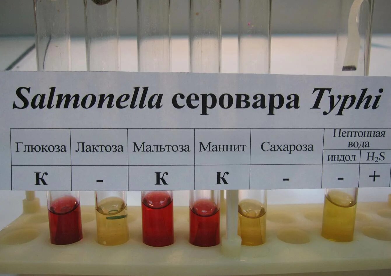 Среды запишите. Сальмонелла тифи пестрый ряд. среды гисса сальмонеллы. среды гиса пестрый ряд микробиология. среда гисса микробиология.