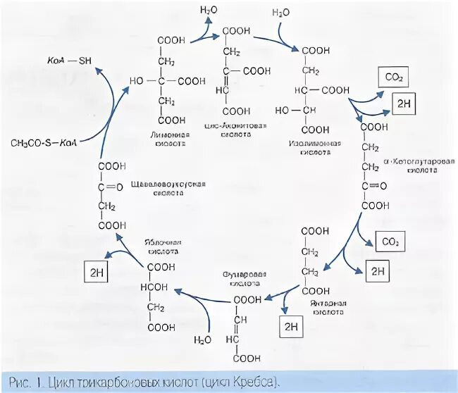 4 реакция цикла кребса. Цикл Кребса биохимия. Цикл Кребса реакции. Тиамин цикл Кребса.