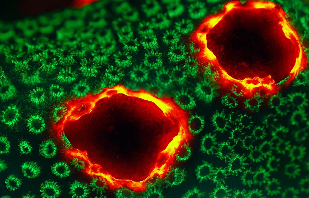 Клетка микрофотосъемка. Молекула атом ядро. Устройство микромира. Флуоресцентная микрофотография митохондрии. Микрофотография клетки.