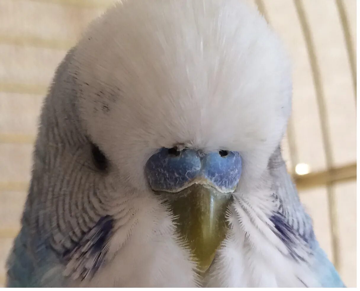 Восковица самочки волнистого попугая. Кнемидокоптоз у волнистого попугая. Волнистый попугай арлекин. Восковица. Коричневая роговица у волнистого попугая.