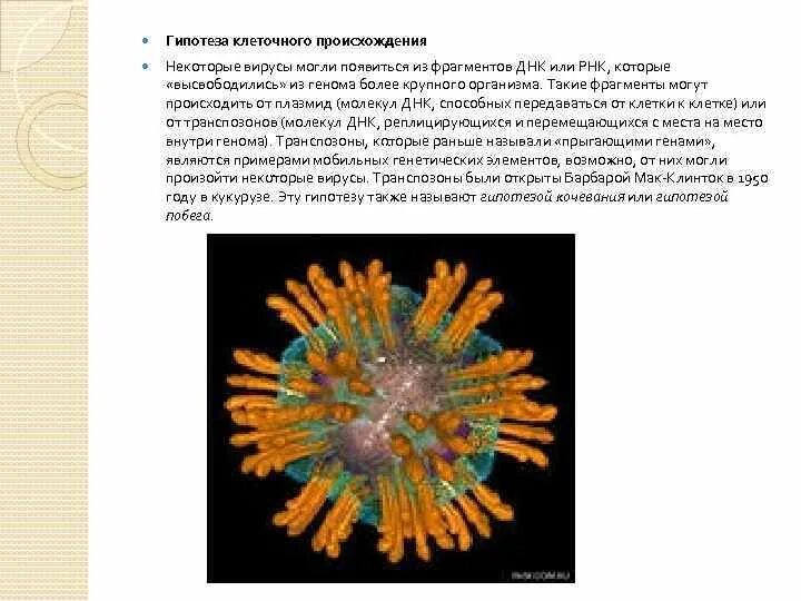 Гипотеза клеточного происхождения вирусов. Теория клеточного происхождения вирусов. Гипотеза клеточного происхождения. Гипотезы появления клетки.