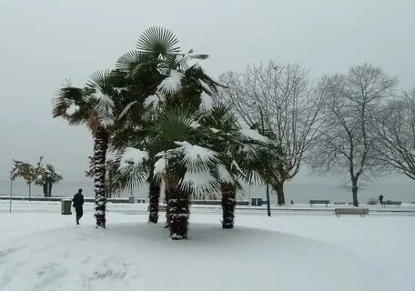 Пальмы на снегу русский