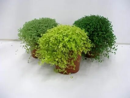 Tiny plants