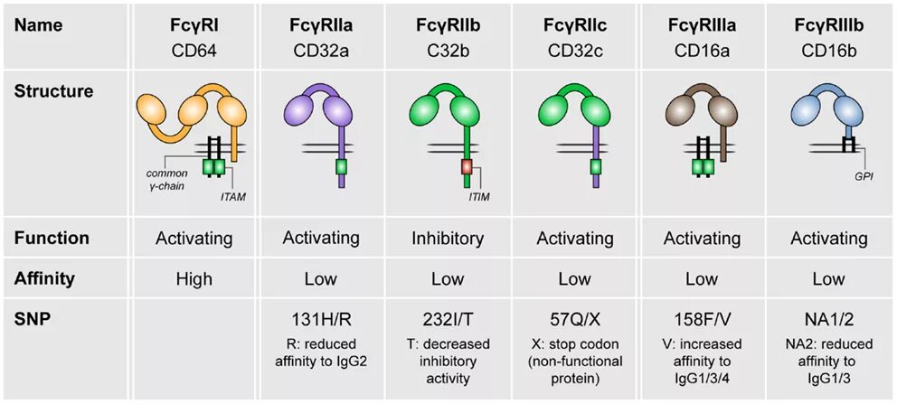 FC рецепторы. FC рецепторы иммунология. Строение FC рецептора. Строение FC рецепторов антител.