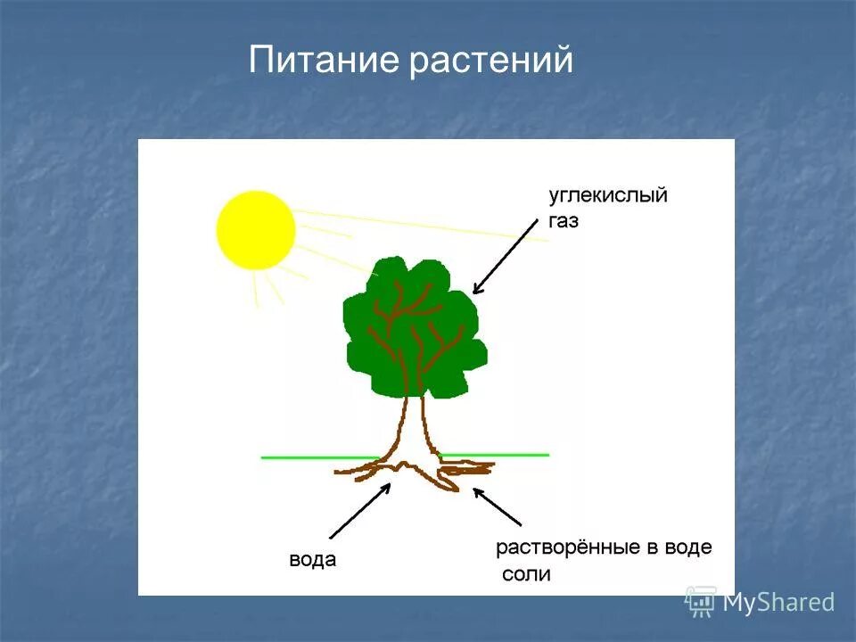 Роль в цепи питания растений