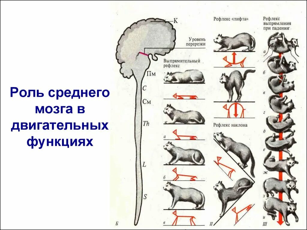 Рефлексы продолговатого мозга физиология. Рефлекторная дуга рефлекса продолговатого мозга. Рефлекторная функция среднего мозга. Средний мозг ориентировочные рефлексы.