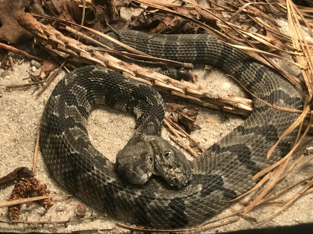 Степная гадюка меланист. Кустарниковая гадюка (Atheris. Пилозубая гадюка. Гадюка Сибирская.