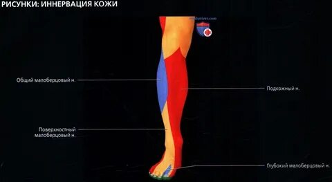 Средняя треть голени