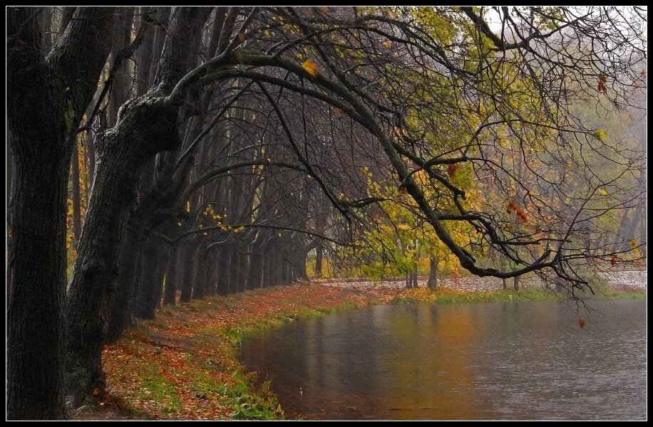 В конце октября когда последние курортные. Осенняя непогода. Унылый пейзаж. Промокшее дерево. Осеннее ненастье.