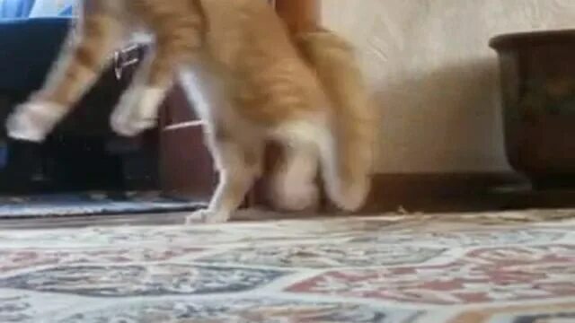 Видео уходящий кот. Кот уходит. Кот ушел видео. Кот уходит Мем. Кот ушел gif.