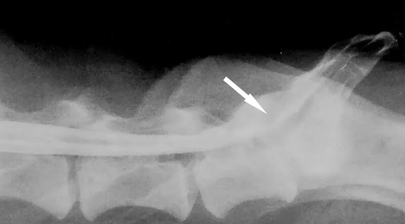 Стеноз у собак. Дегенеративный люмбосакральный стеноз у собак. Дископатия у собак поясничного отдела. Межпозвоночная грыжа у собак рентген.