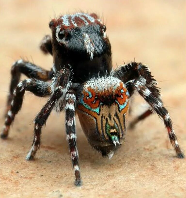 Пауки. Пауки новой зеландии. Всяких пауков. Паук домовик. Австралийский странствующий паук.