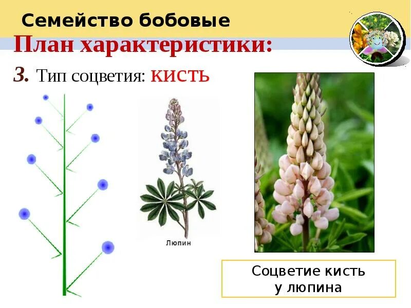 Люпин строение растения. Мотыльковые Люпин многолистный. Люпин — Lupinus Albus. Мотыльковые Люпин многолистный плод.