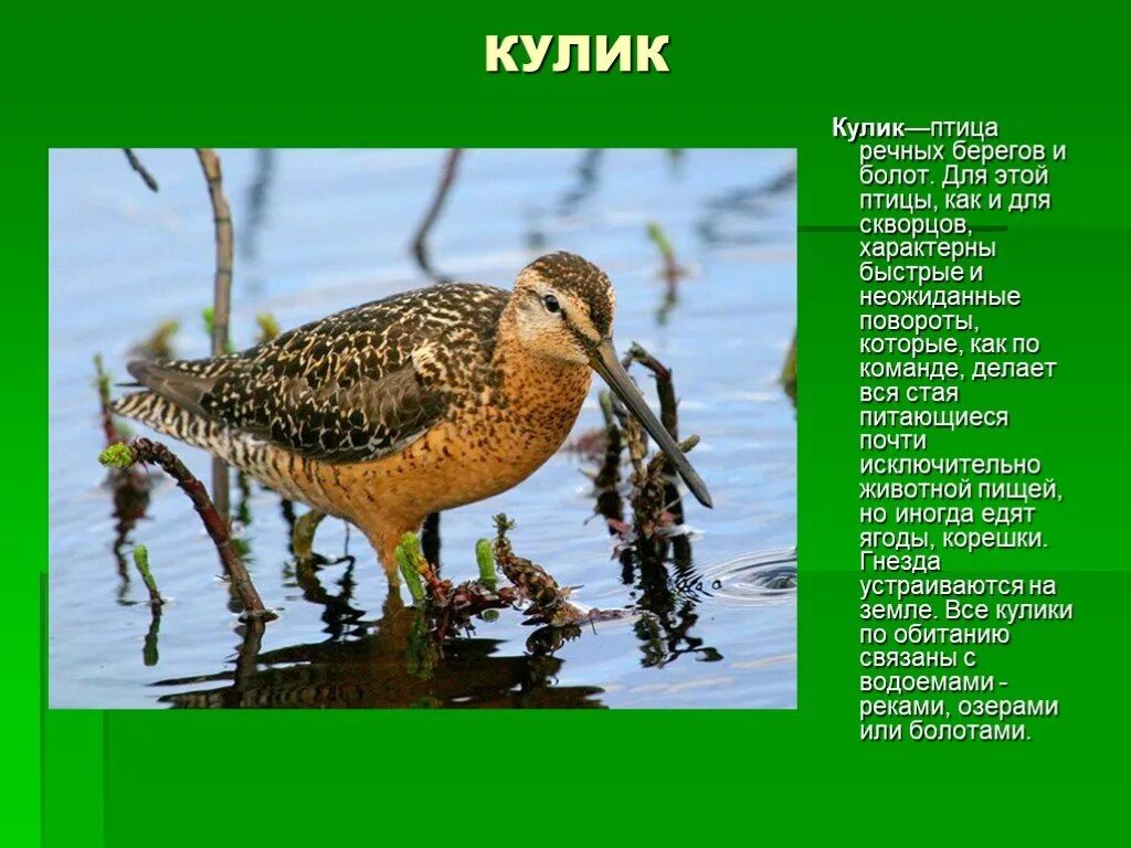 Green Sandpiper - ROBERT NEWLIN