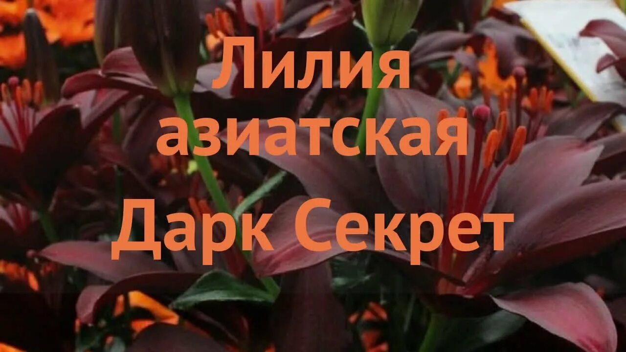 Лилия дарк секрет. Лилия Dark Secret. Лилия азиатская Dark Secret. Лилия дарк секрет фото. Лилия азиатская танго Блэк ай.