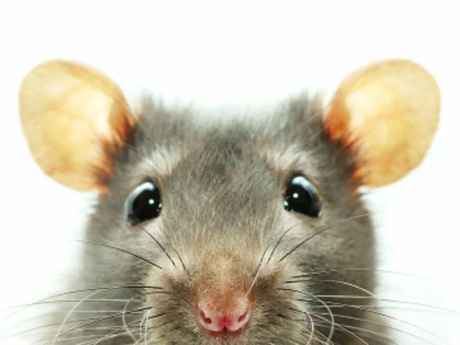 Мышь черная домовая. Мышки в живописи. Красивая мышка. Кошка с мышью на белом фоне. Мышка в норке.