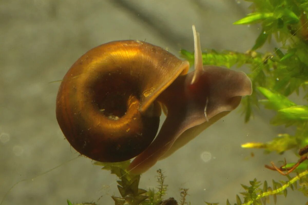 Катушка Роговая - Planorbarius corneus. Ramshorn Snail улитка катушка. Улитка катушка (лат. Planorbis). Прудовая улитка прудовик.