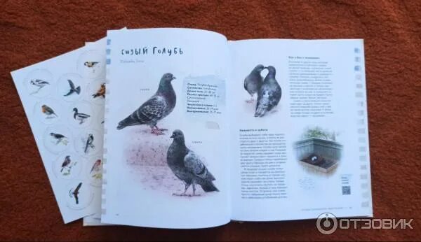 Содержание птиц книги. Книги о птицах. Книга «птицы в городе».