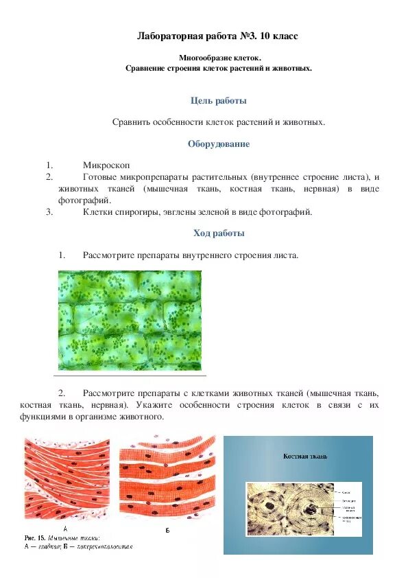 Лабораторная работа 9 по биологии 8 класс. Лабораторная работа ткани животных 5 класс. Лабораторная работа изучение растительной клетки. Биология 5 класс лабораторная работа ткани животных. Лабораторная работа изучение растительной клетки под микроскопом.