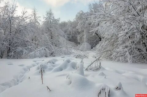 Белое покрывала зима