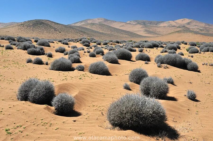 пустынный мох. пустынный мох. пустынный мох. пустынный мох. мох ягель в тундре.