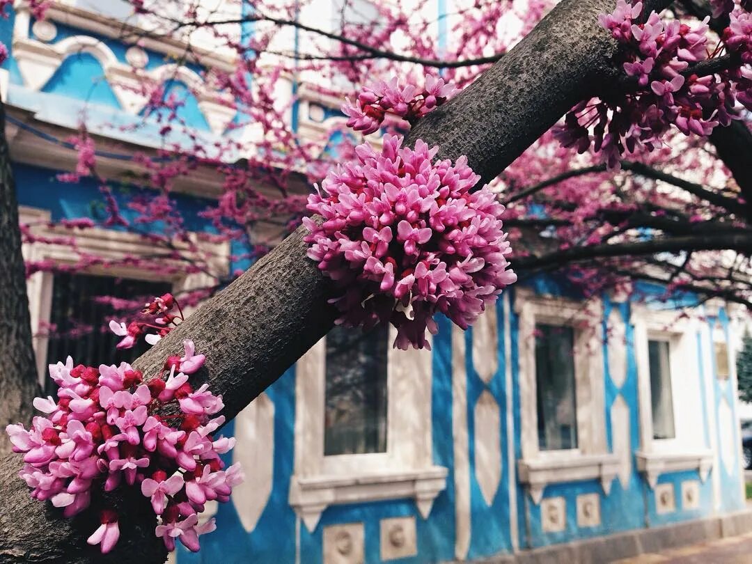 Розовые деревья в краснодаре. Краснодар Ставропольская церцис. Дерево с розовыми цветами. Дерево с яркими розовыми цветами.