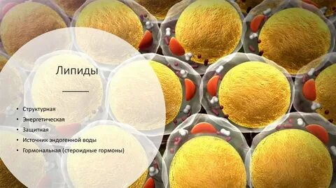 Какие ткани богаты липидами