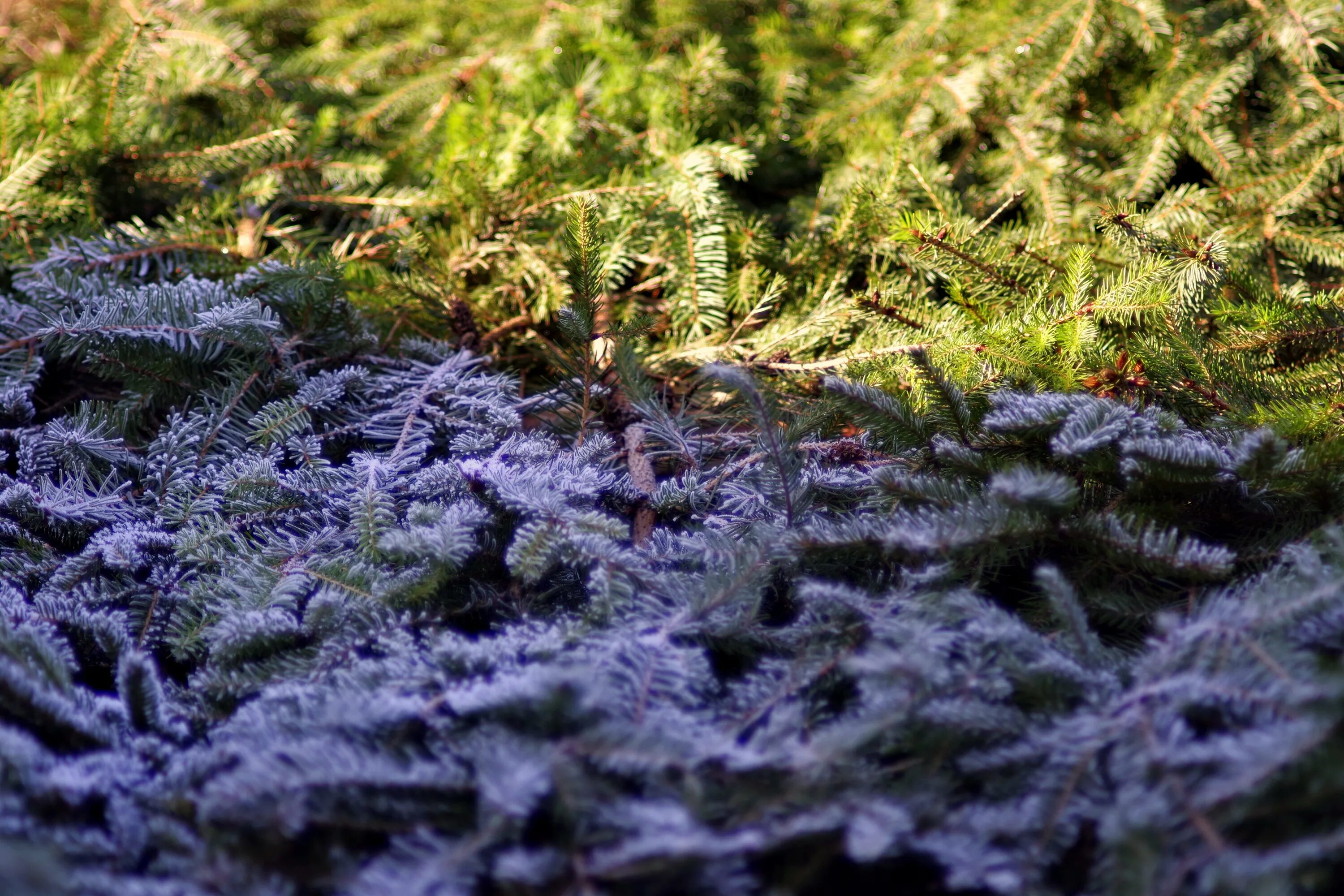 Заморозки. Растения зимой. Растения в снегу. Растения в снегу. Зимние листья.