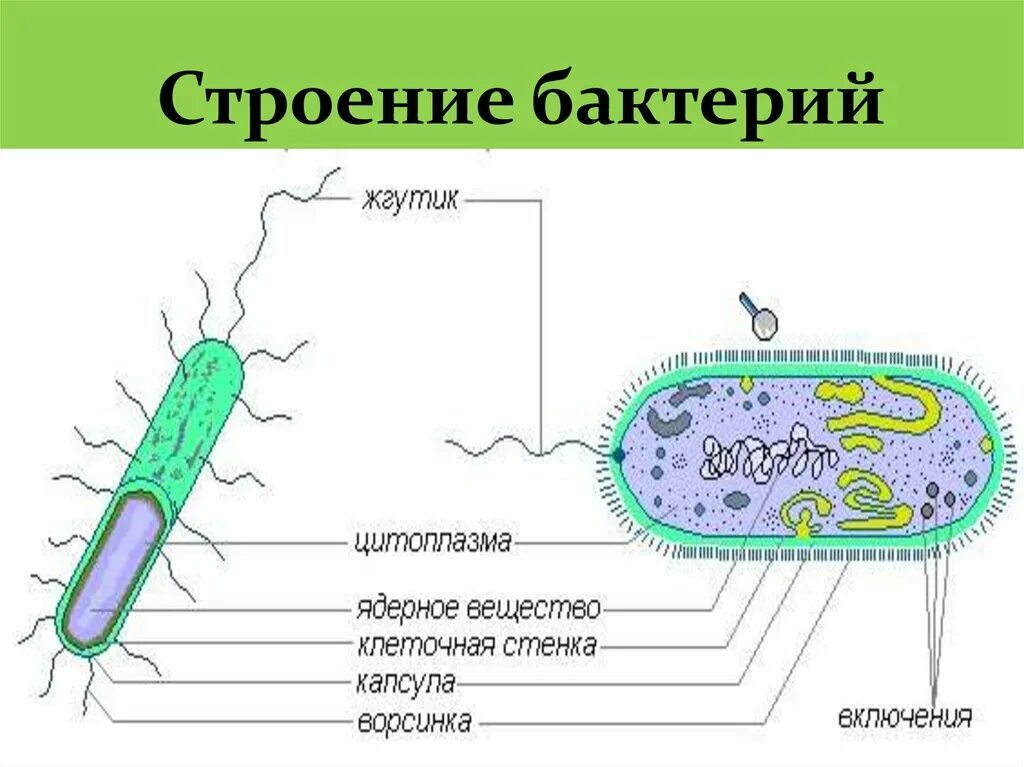Из каких клеток состоят бактерии. Строение бактериальной клетки вибрион. Клетки бактерии кишечной палочки строение. Бактерия кишечная палочка строение. Схема строения кишечной палочки.