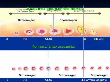 Цикл желтого тела